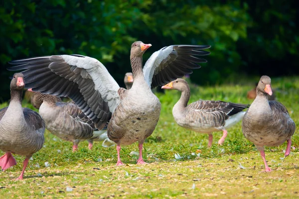 Hermoso Tiro Gansos Campo Uno Ellos Con Alas Extendidas — Foto de Stock