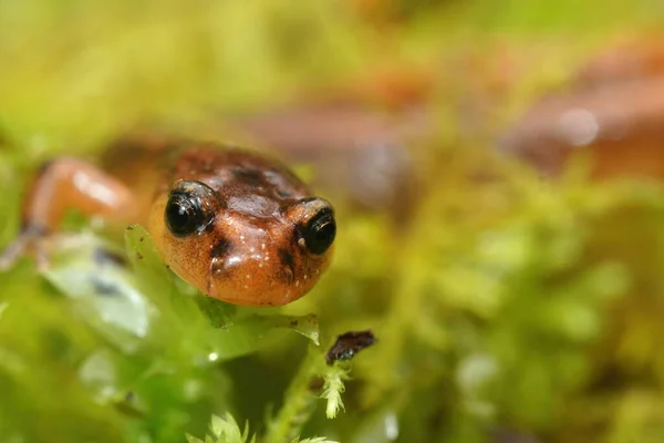 Frontale Close Van Een Salamander Van Van Dyk Plethodon Vandykei — Stockfoto