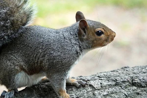 森林里一只可爱的灰色小松鼠的特写镜头 — 图库照片
