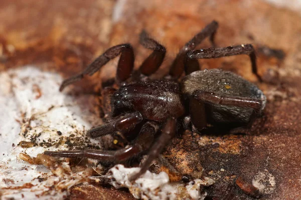 Nahaufnahme Einer Dunklen Haarigen Bodenspinne Scotophaeus Versteckt Sich Zwischen Einigen — Stockfoto