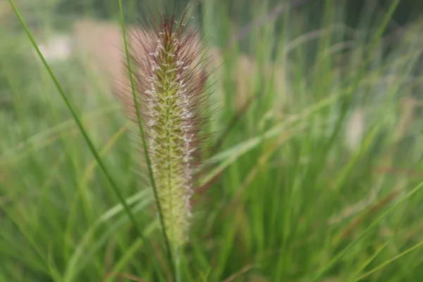 植物の質感の詳細の閉鎖 — ストック写真