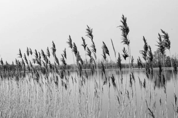 Eine Graustufenaufnahme Von Pflanzen Ufer Des Sees — Stockfoto