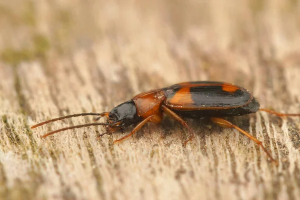 Primer Plano Sobre Colorido Escarabajo Naranja Badister Lacertosus Sentado Sobre —  Fotos de Stock