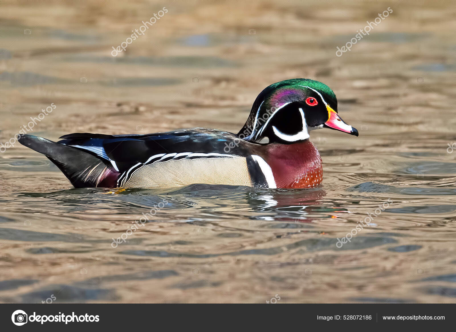 Крупный План Утки Озере Стоковое Фото ©Wirestock 528072186
