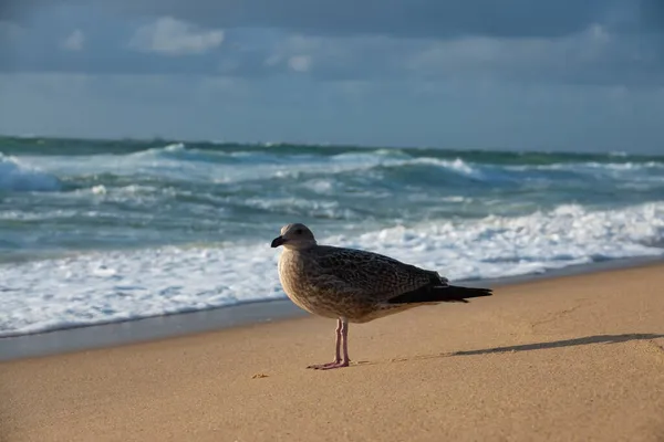 Gros Plan Une Mouette Sur Plage — Photo