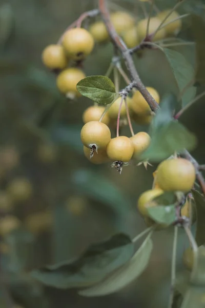 Primer Plano Nuevos Frutos Manzana Verde Crecimiento Árbol Jardín —  Fotos de Stock