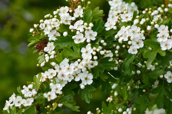 Gros Plan Belles Fleurs Aubépine Commune Blanche Outdo — Photo