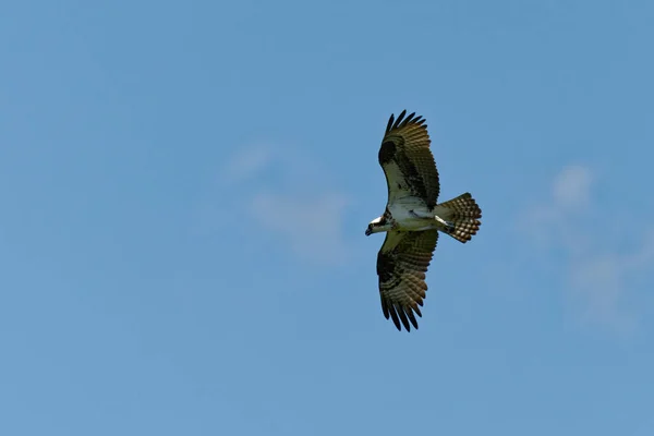 Beautiful Shot Eagle Motion Cloudy Skies — Stock Photo, Image