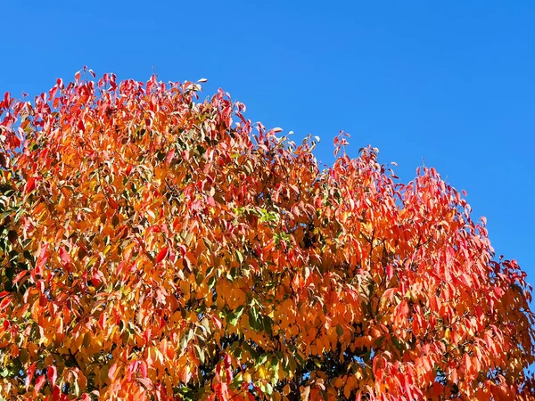 Цветные Осенние Листья Дерева Фоне Голубого Неба — стоковое фото