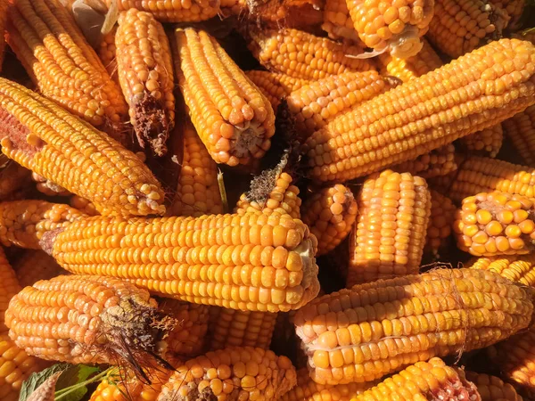 Pile Dry Rotten Corns — Stock Photo, Image