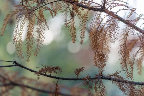 緑の背景を背景に森の中で枝が乾燥した松の木のクローズアップ — ストック写真