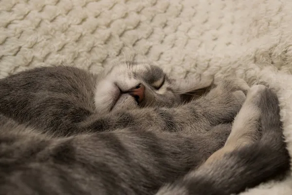 푹신푹신 패턴의 고양이를 클로즈업하고 침대에 — 스톡 사진