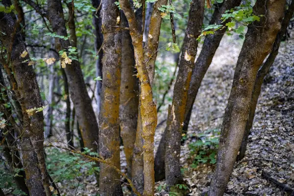 Mucchio Tronchi Albero Bruno Una Foresta — Foto Stock