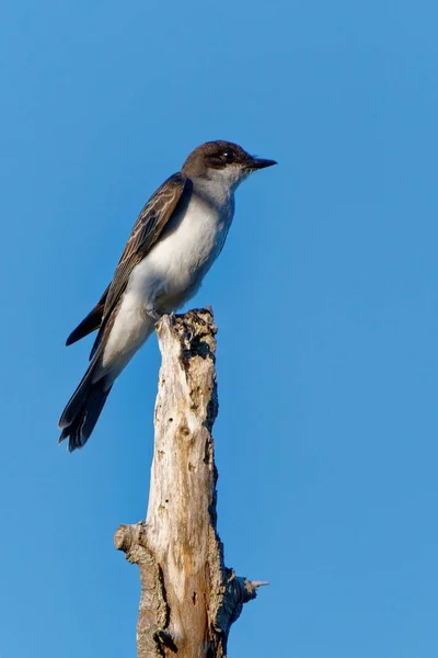 Een Verticaal Schot Van Een Vogel Een Houten Stok Achtergrond — Stockfoto