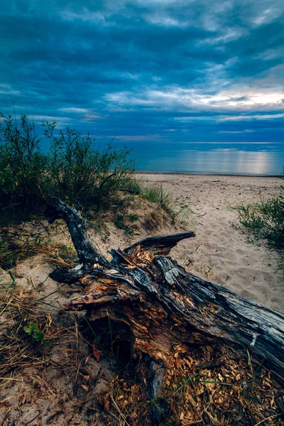 Pionowe Ujęcie Zniszczonego Drzewa Wybrzeżu Morza Bałtyckiego Litwa — Zdjęcie stockowe