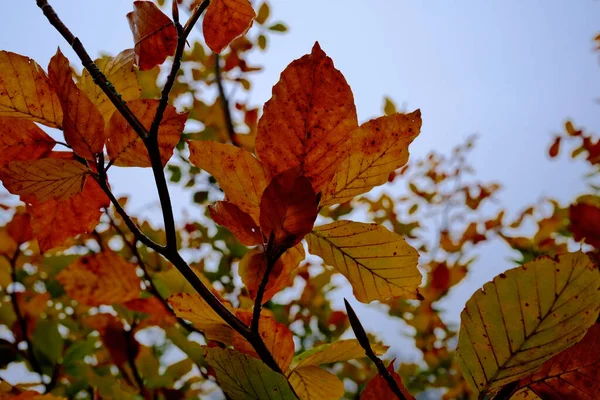 Крупный План Цветных Листьев Веток Осенью — стоковое фото