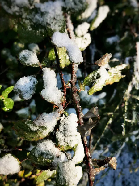 Een Verticaal Schot Van Groene Bladeren Bedekt Met Sneeuw Sierra — Stockfoto