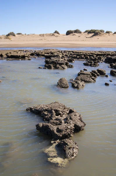 Skály Pokryté Měkkýši Pláži Pehuen Buenos Aires Argentina — Stock fotografie