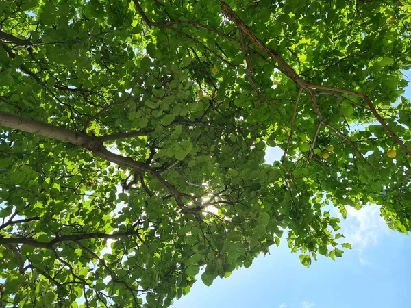 Tiro Ángulo Bajo Árbol Con Hojas Verdes Bajo Cielo Azul — Foto de Stock