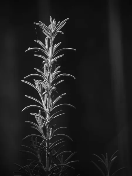 Grayscale Shallow Focus Agave Plant Dark Background — Stock Photo, Image