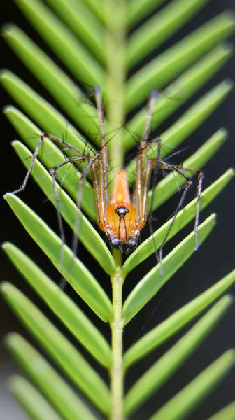 Tiro Close Uma Aranha Lince Listrada Laranja Uma Folha Verde — Fotografia de Stock