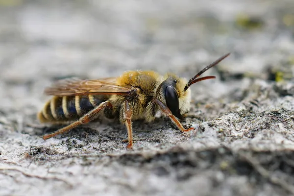 Zbliżenie Słodkie Męskie Pszczoły Górnicze Andrena Variabilis Gard Francja — Zdjęcie stockowe