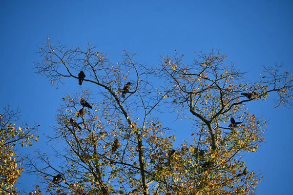 Tree Crown Crows Baumkrone Mit Kraehen — Stock Photo, Image