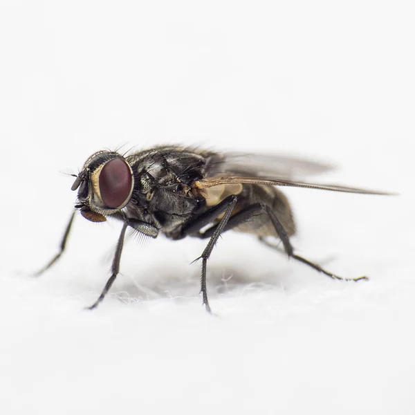 Makrofotografie Einer Fliege Voller Länge Auf Weißem Hintergrund — Stockfoto