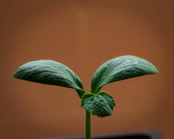 Closeup Green Seedling Blurred Background — Stock Photo, Image