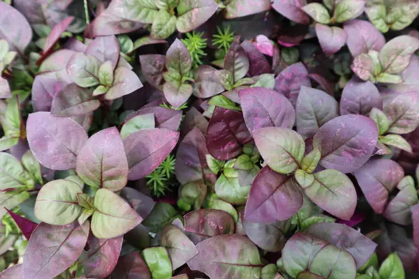 Overhead View Purple Green Leafy Plants — Stock Photo, Image