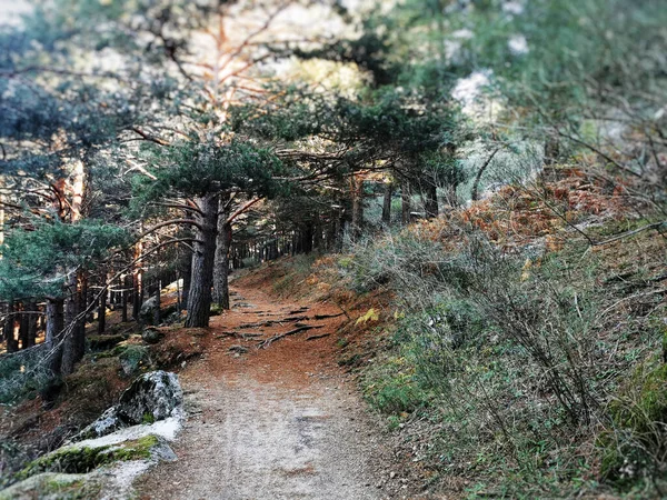 Caminho Longo Pinheiros Sierra Guadarrama Espanha Durante Inverno — Fotografia de Stock