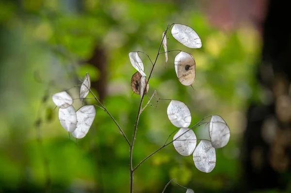 ぼやけた背景に対するルナリア アナヌア植物の選択的な焦点 — ストック写真