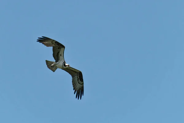 Una Hermosa Toma Águila Movimiento Los Cielos Nublados — Foto de Stock