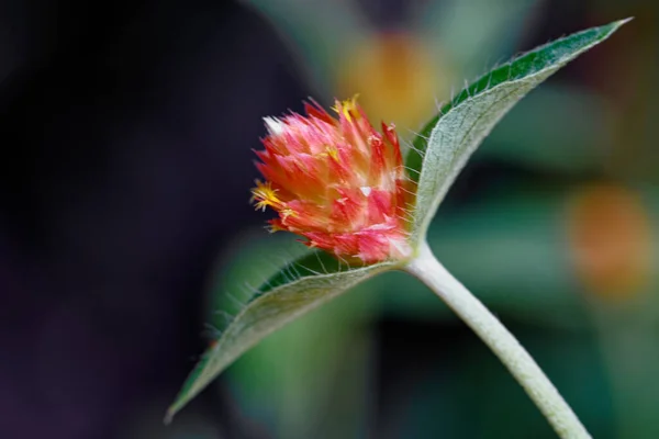 ภาพใกล ดของดอกไม แดงในสวนในช วงกลางว — ภาพถ่ายสต็อก