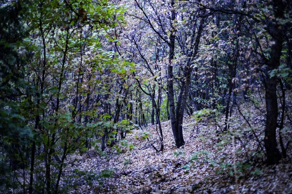 Uma Bela Floresta Seca Outono Dia Sombrio — Fotografia de Stock