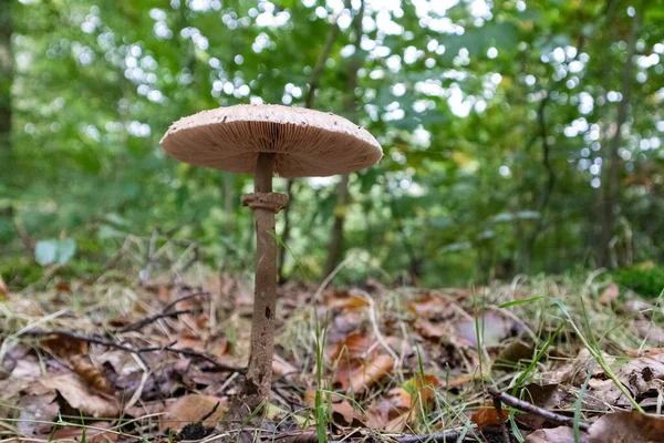 森の中で地面に生えているパラソルキノコ — ストック写真