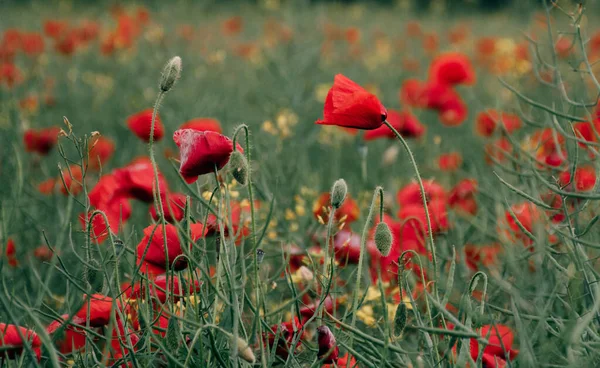 Eine Nahaufnahme Blühender Mohnblumen Auf Einem Feld — Stockfoto