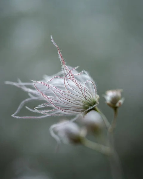 Zbliżenie Ujęcie Prairie Dym Dzikie Kwiaty Rosnące Polu Szarym Tle — Zdjęcie stockowe
