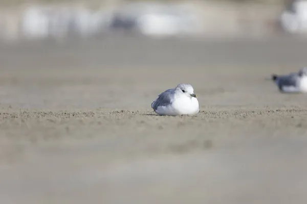 Primer Plano Una Linda Gaviota Tirada Arena Playa — Foto de Stock