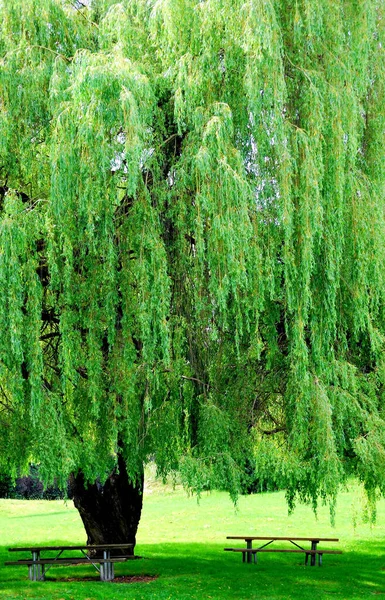 Wooden Benches Big Green Willow Tree Park — Stock Photo, Image