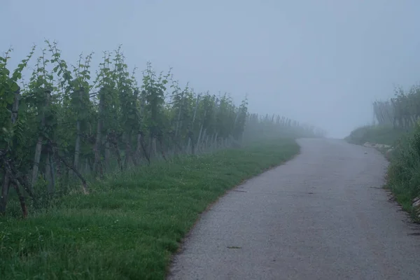 Дорога Винограднику Туманом — стокове фото