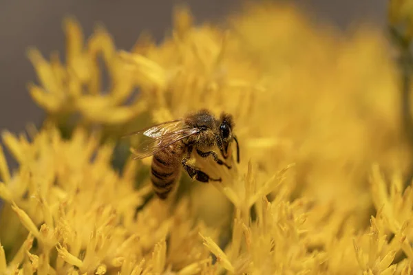 Közelkép Egy Méhről Amint Nektárt Gyűjt Egy Sárga Virágból Ami — Stock Fotó