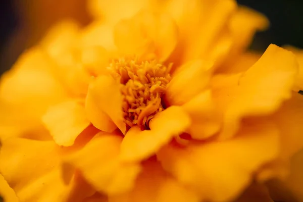 Closeup Shot Yellow Flower Blurred Background — Stock Photo, Image