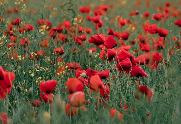 Een Close Shot Van Bloeiende Papaver Bloemen Een Veld — Stockfoto