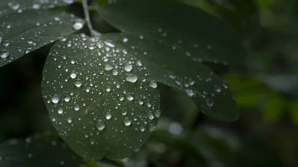 Selective Focus Shot Green Leaves Water Droplets Top — Stock Photo, Image