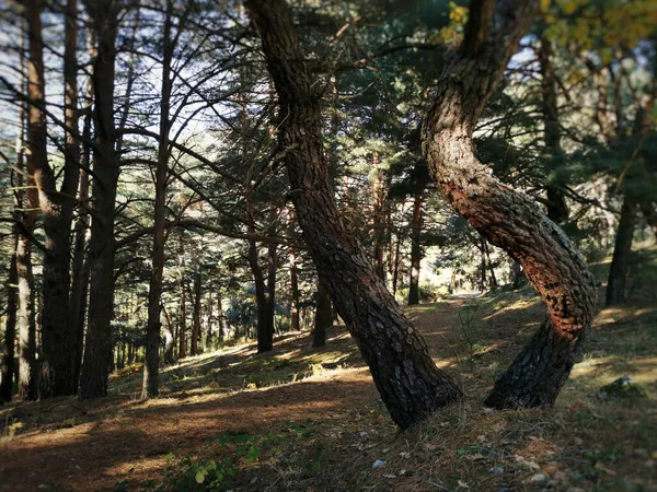 Uma Vista Natural Pinheiros Cercedilla Serra Guadarrama Espanha — Fotografia de Stock