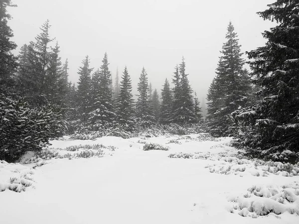 大雪纷飞的塔特拉山针叶林的灰度拍摄 — 图库照片