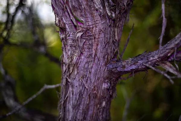 Een Close Shot Van Een Getextureerde Boomstam Een Bos — Stockfoto