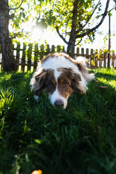 Słodki Smutny Pies Leżący Parku — Zdjęcie stockowe
