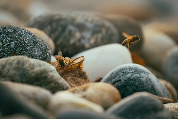 Eine Selektive Aufnahme Von Bienen Die Über Kieselsteine Fliegen — Stockfoto